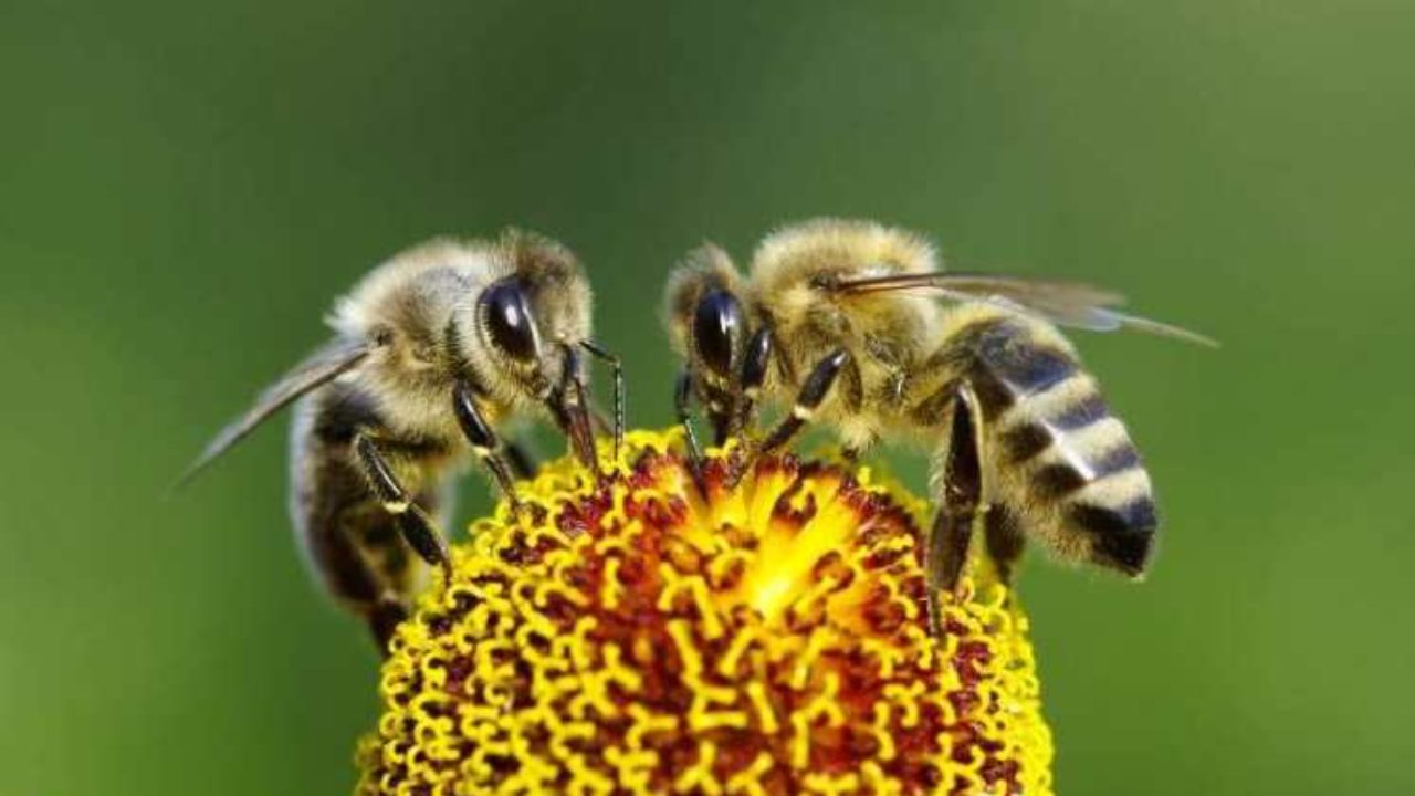 Пчелы относятся к насекомым